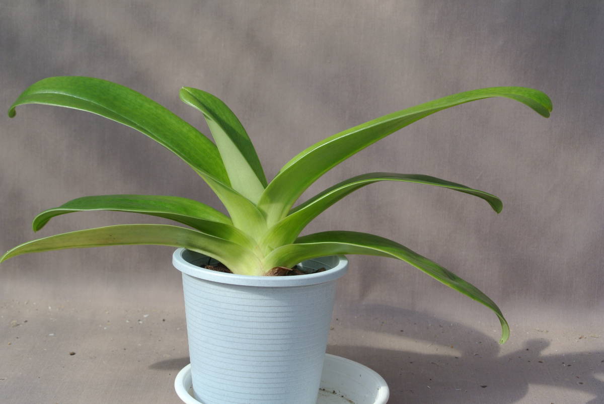Tsukuba Paph. Sunshine OS3184 最新整形パフィオ (Tsukuba 鉢植え Tsukuba Paph. Sunshine OS3184 最新整形パフィオ (Tsukuba 鉢植え