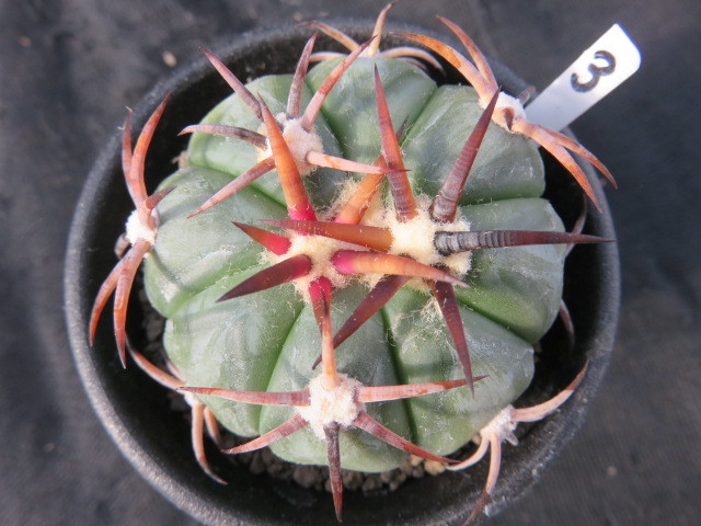 サボテン・多肉植物 C63 ペクチニフェラ錦 20 ペクチニフェラ錦