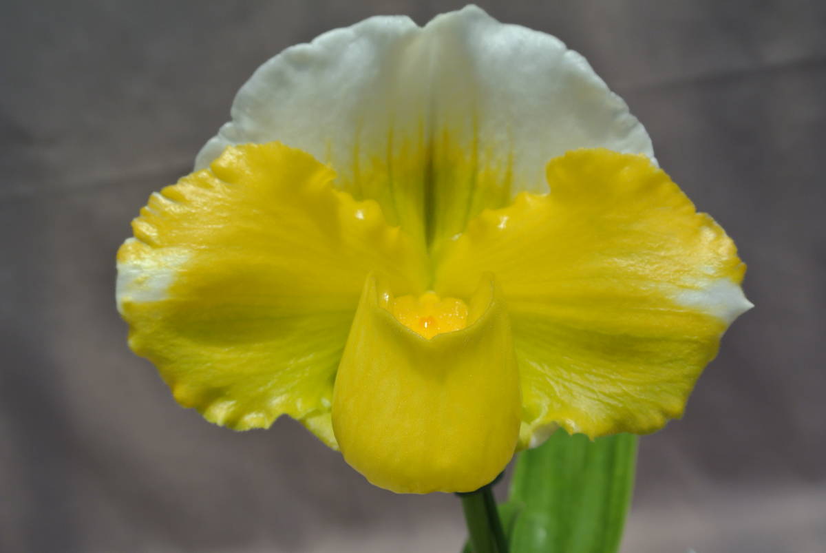 【最新整形パフィオ】OS3184 Paph. ( Tsukuba Sunrise `Mishima2020' SSM/JOGA × Pacific Shamrock `Spring Yellow' SM/JOGA 88Pt. )