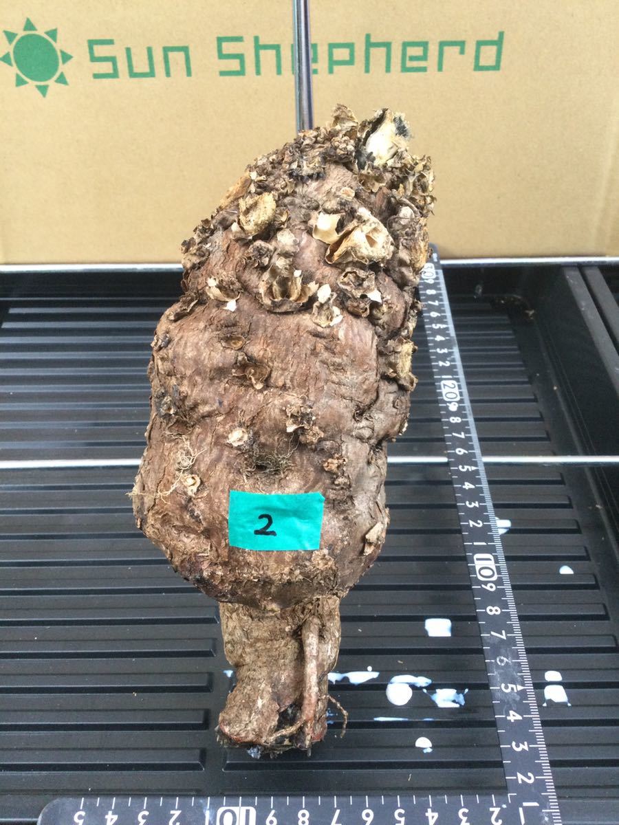 ユーフォルビア　ムランジーナ ②Euphorbia mlangeana　灌木　コーデックス　ビザールプランツ　塊根植物　怪奇植物