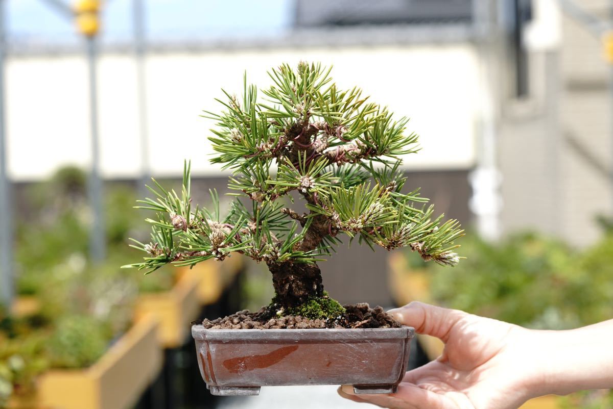 「亦盆栽」黒松 寸梢 小品盆栽 逸品