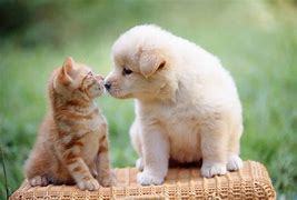 即決　1円画像　24時間相互評価　子猫とわんこ_1