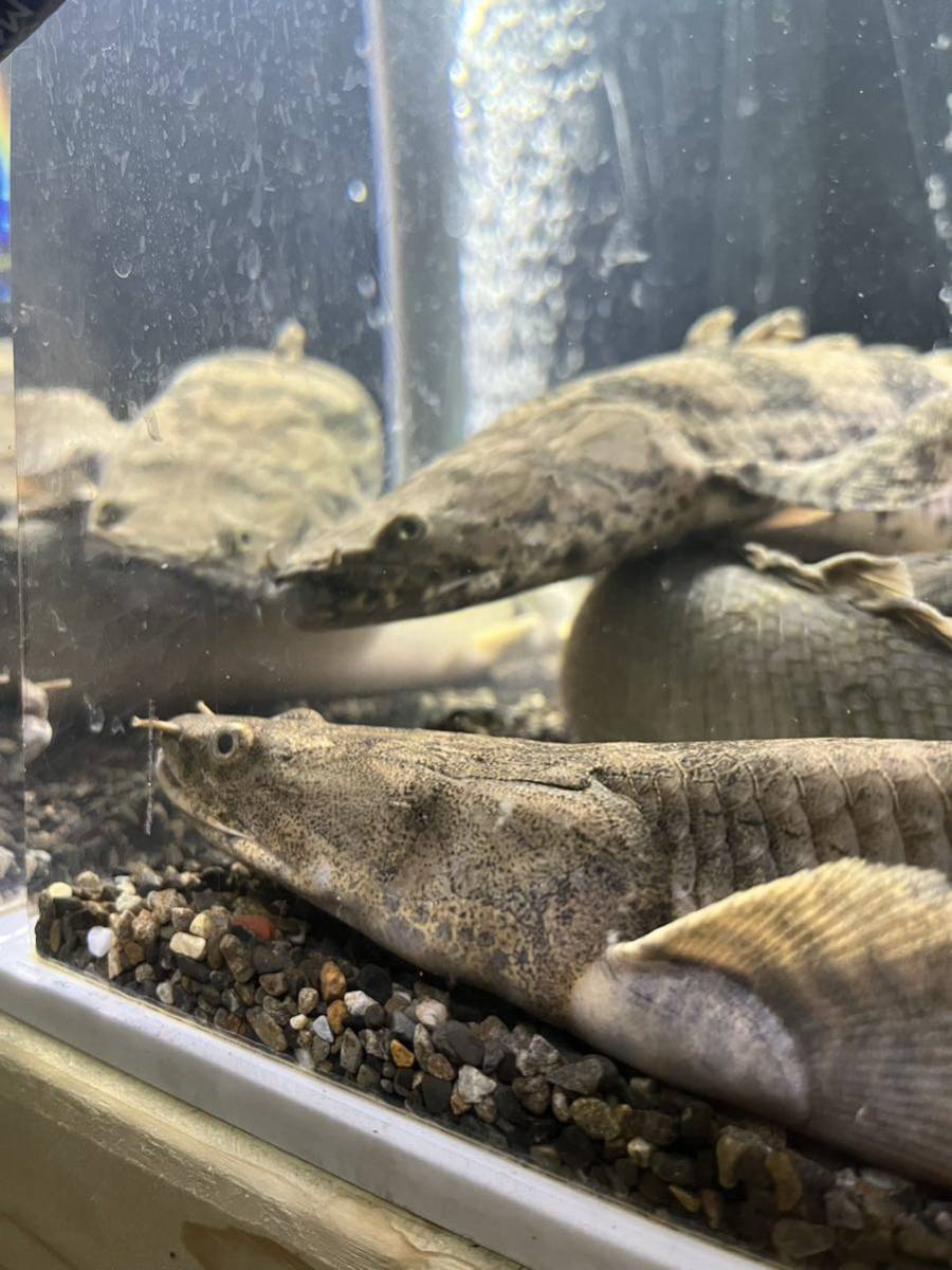 死着保証あり！ギニア産ワイルド個体！ポリプテルスエンドリケリー 45