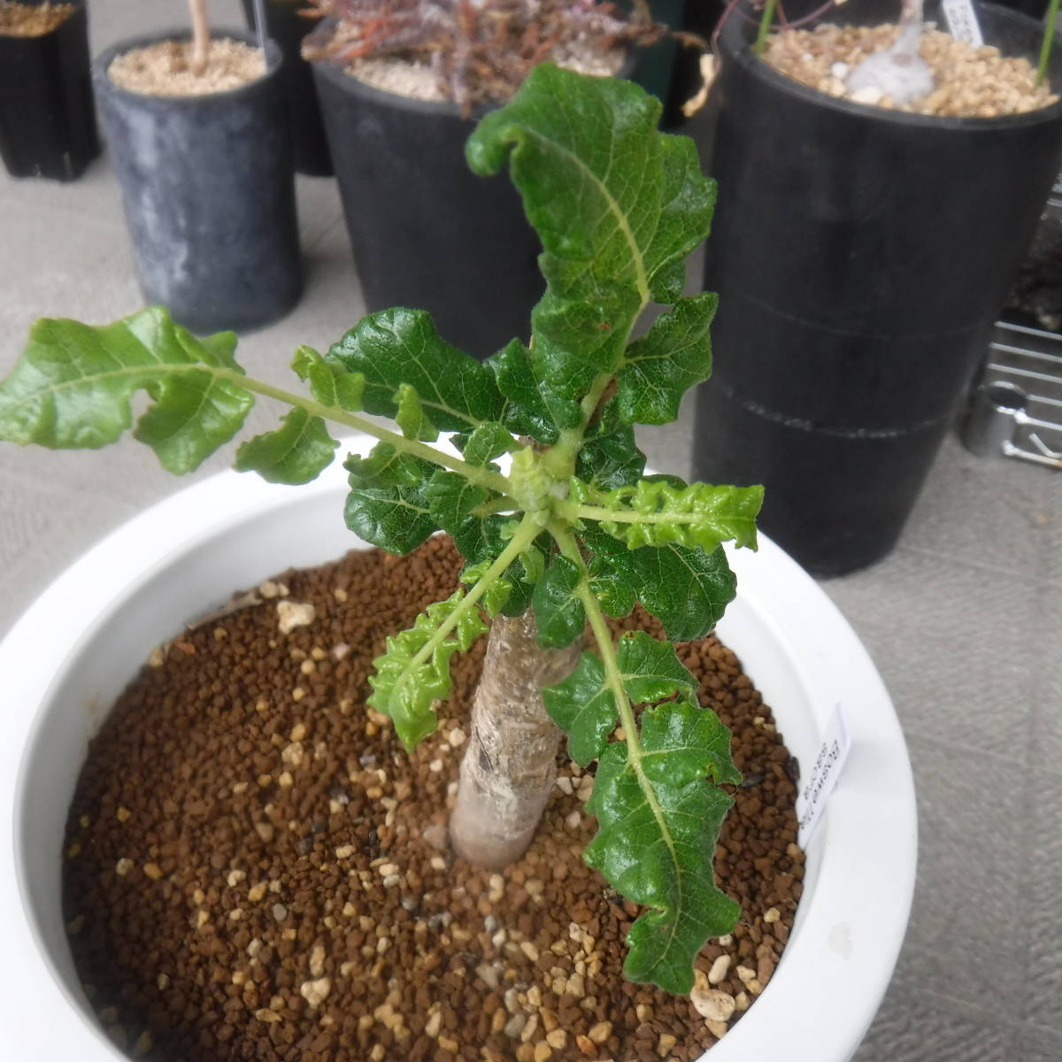 ボスウェリア・サクラ（Boswellia・sacra）大株 【公式通販】