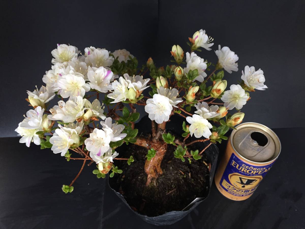 K1【白W咲ミヤマキリシマツツジ】☆高山植物☆山野草☆盆栽☆深山霧島