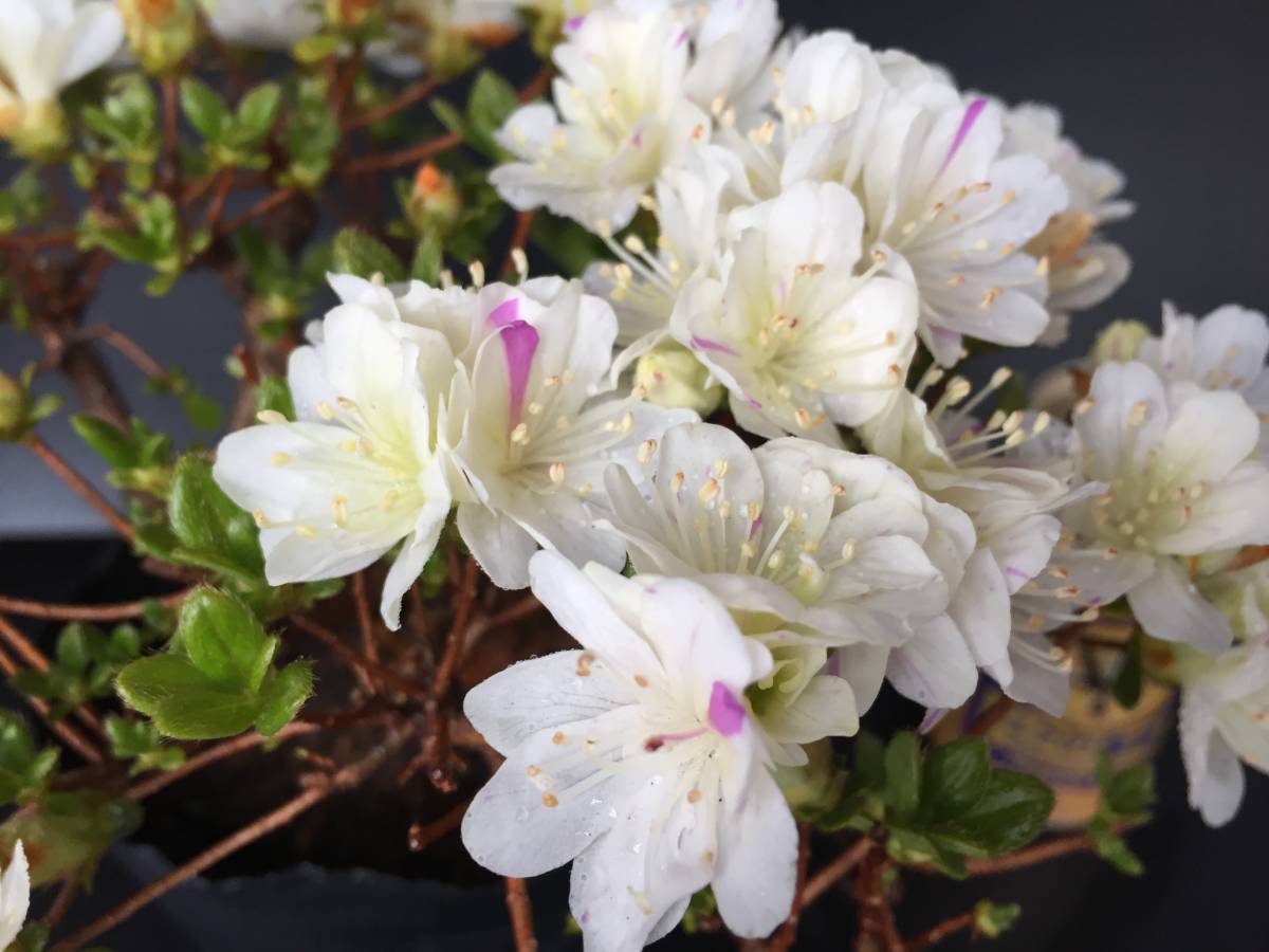 K1【白W咲ミヤマキリシマツツジ】☆高山植物☆山野草☆盆栽☆深山霧島