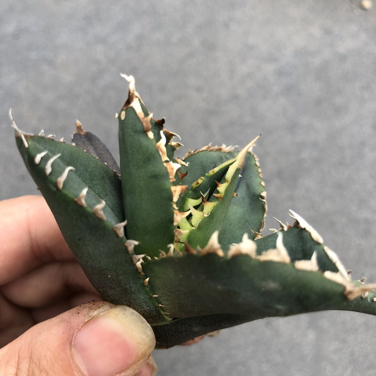 多肉植物アガベ チタノタ 狼人 極上大株 子株付 多肉植物アガベ