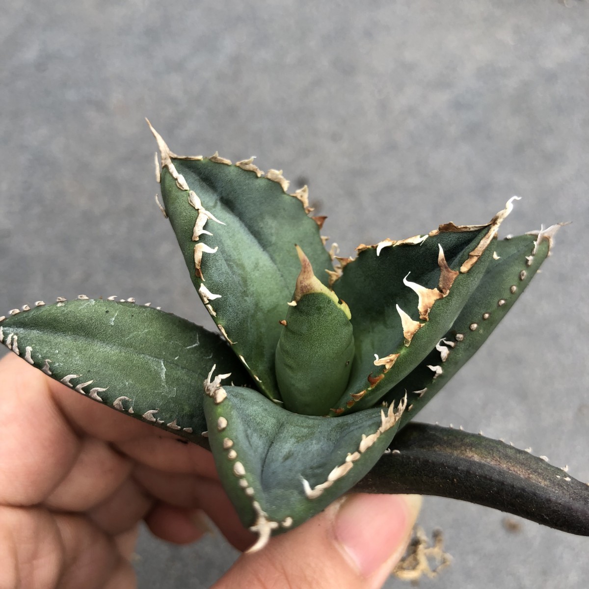 A15 多肉植物 アガベ チタノタ 狼人 極上株 【公式通販】