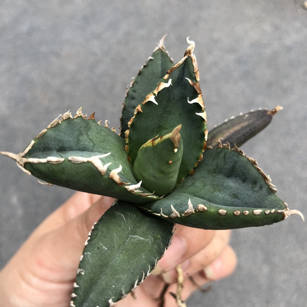 A15 多肉植物 アガベ チタノタ 狼人 極上株 【公式通販】