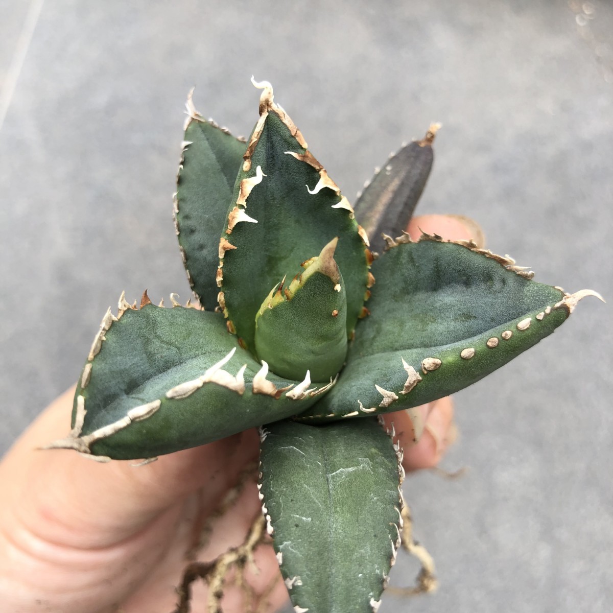 A15 多肉植物 アガベ チタノタ 狼人 極上株 【公式通販】