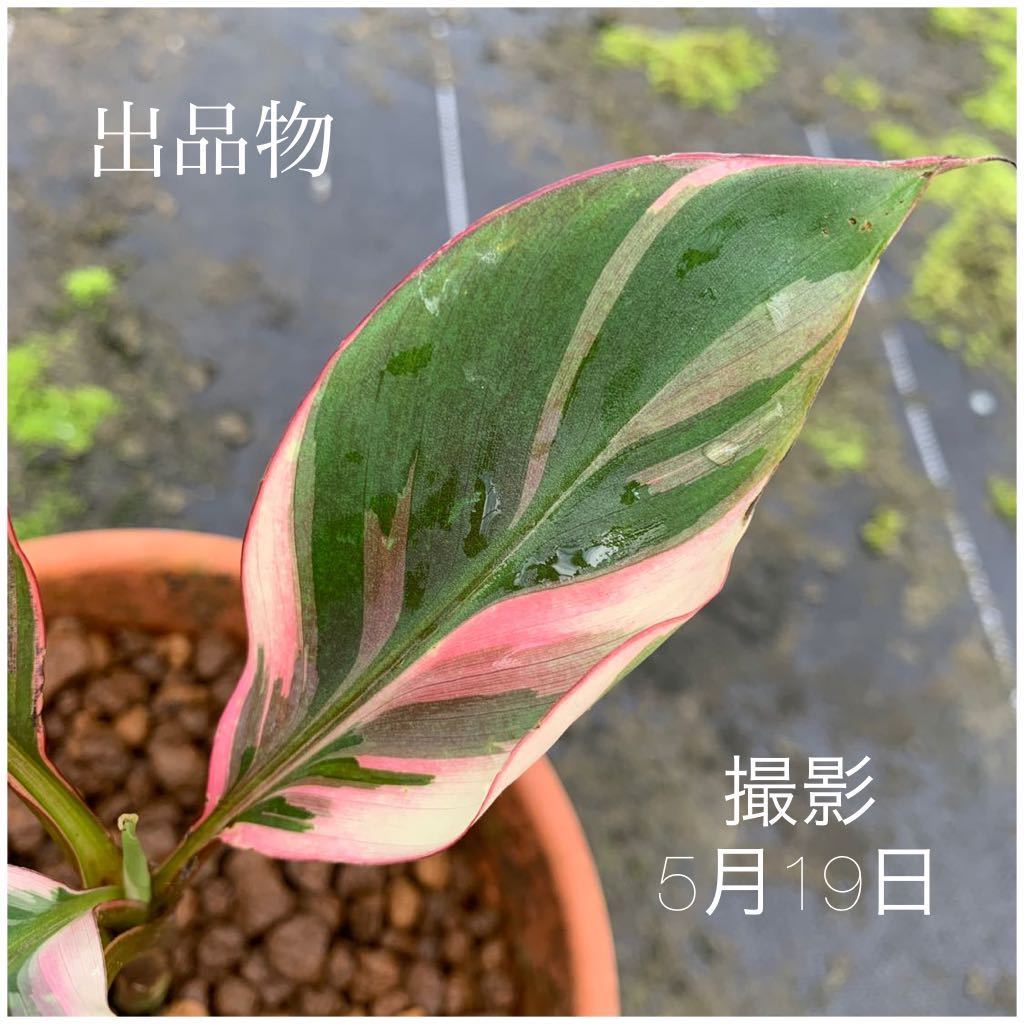 ※希少※ BANANA Nono VARIEGATED ★ピンク★バナナ★斑入り★
