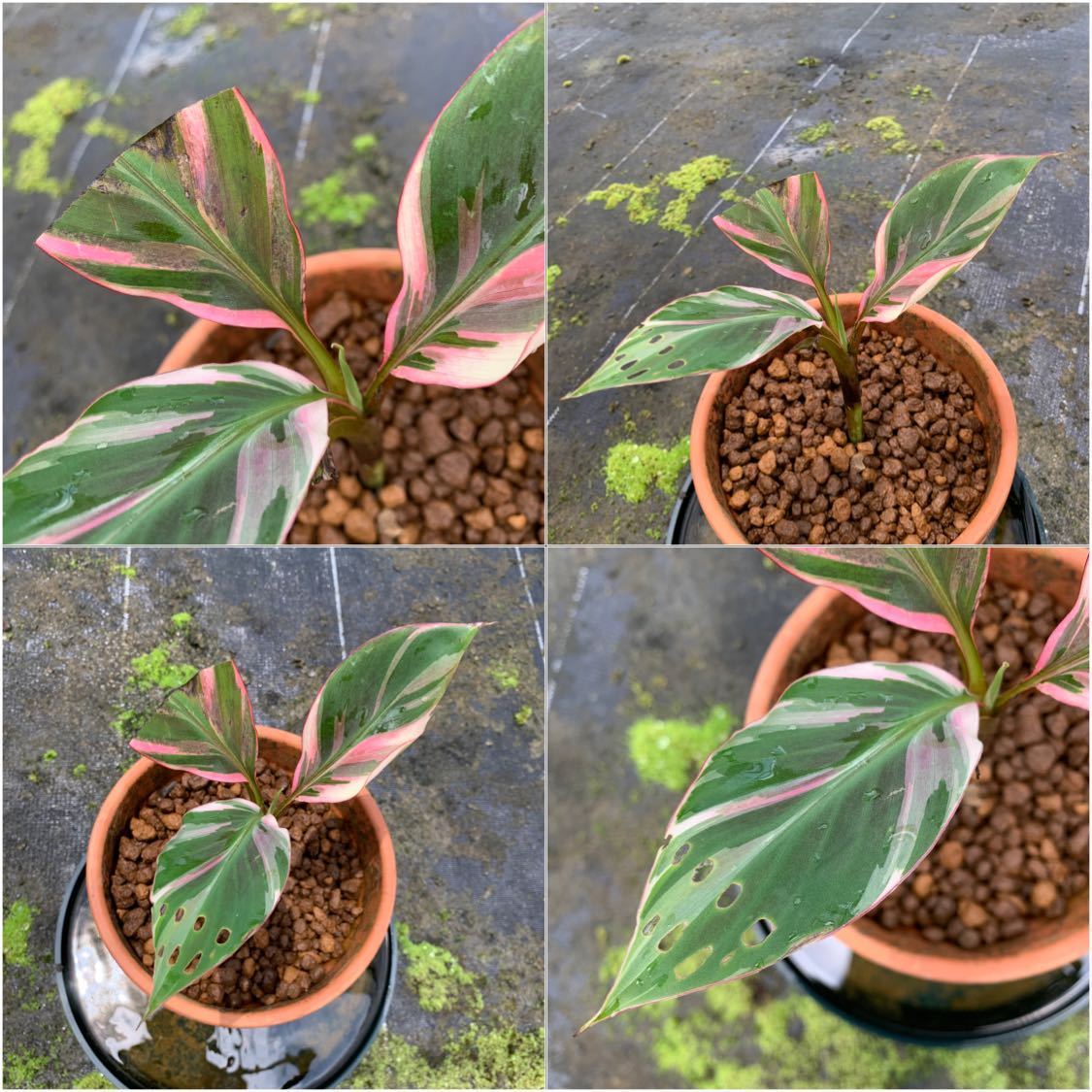 ※希少※ BANANA Nono VARIEGATED ★ピンク★バナナ★斑入り★