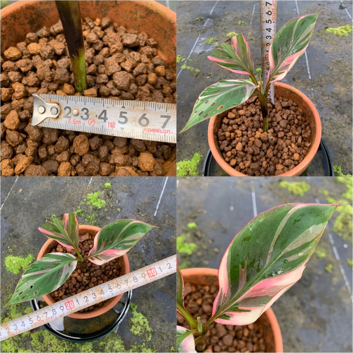 ※希少※ BANANA Nono VARIEGATED ★ピンク★バナナ★斑入り★