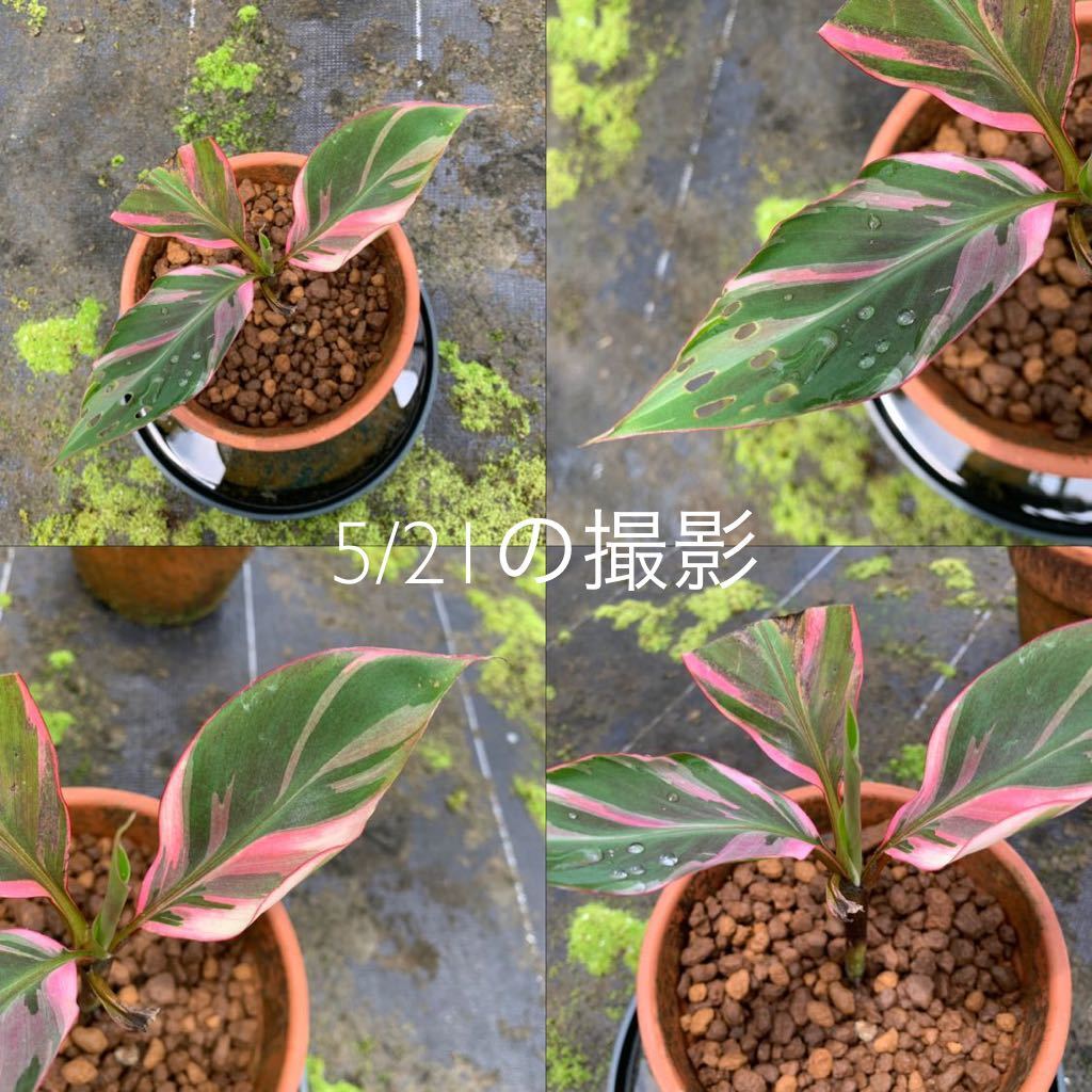 ※希少※ BANANA Nono VARIEGATED ★ピンク★バナナ★斑入り★