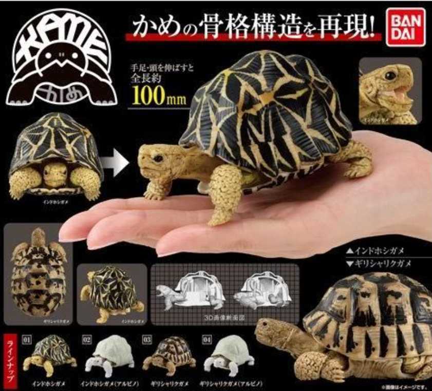 いきもの大図鑑ミニコレクション カメ01 | ナムコパークス いきもの大 