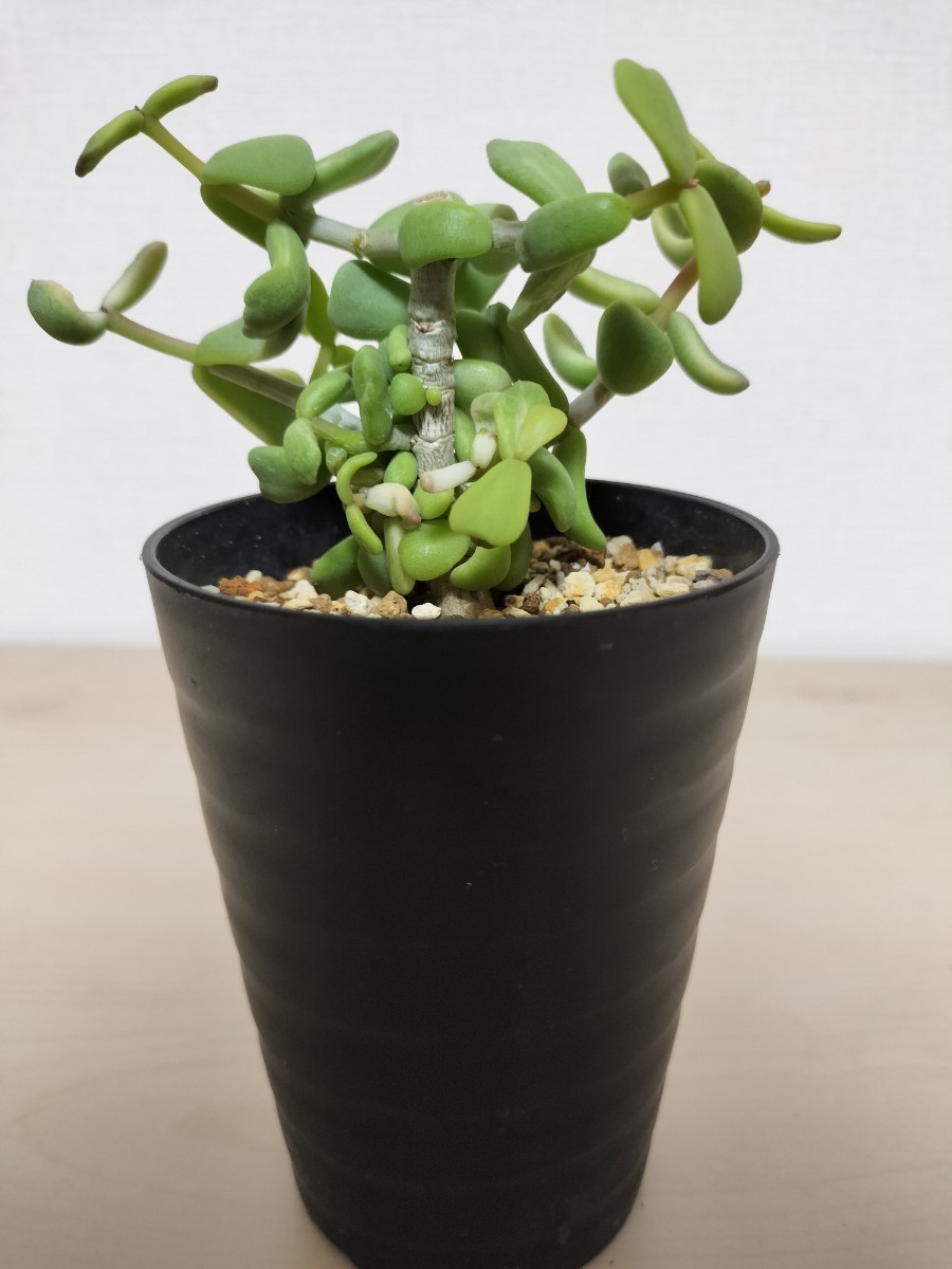 ケラリア　ピグマエア　実生　雌株　斑（？）入り　03