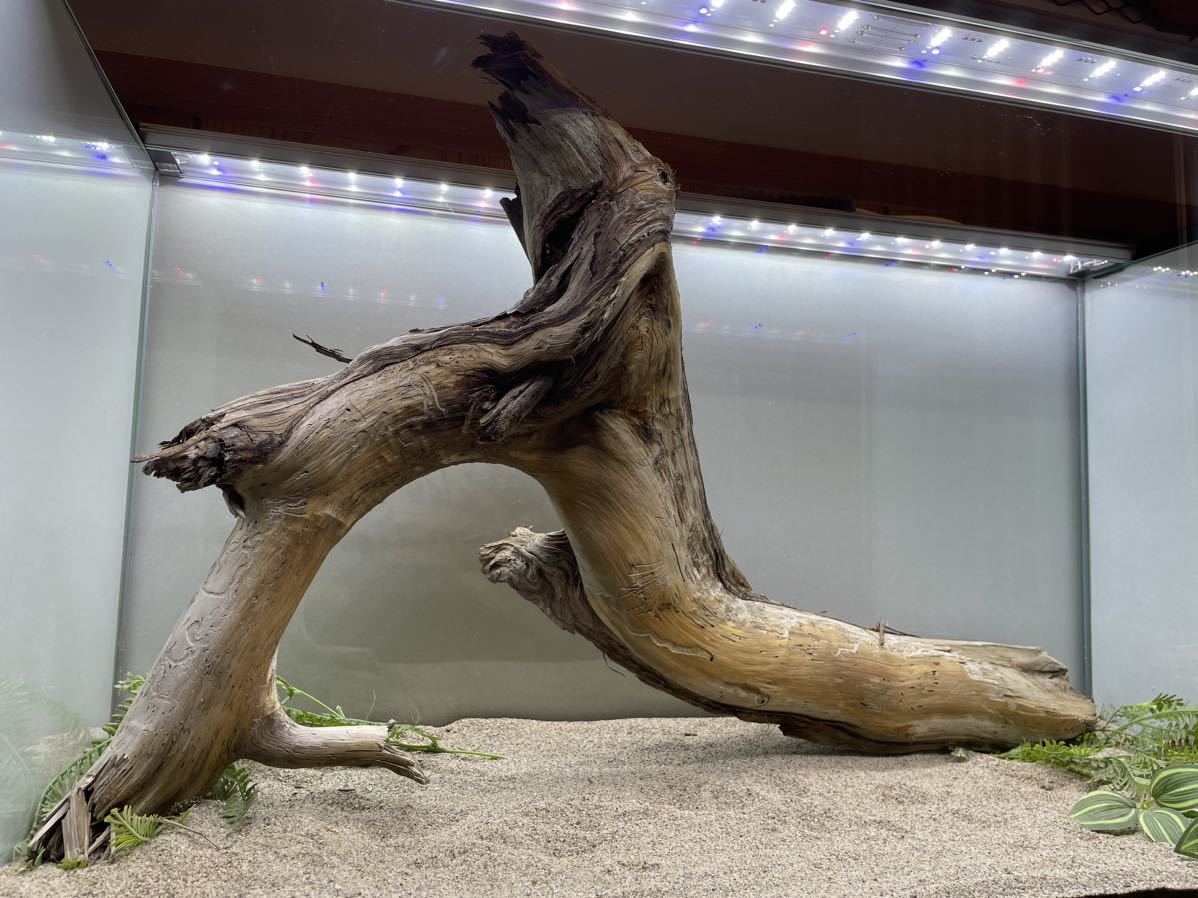 流木 天然 アクアリウム （北海道 天然 水槽用淡水流木 アクアリウム  