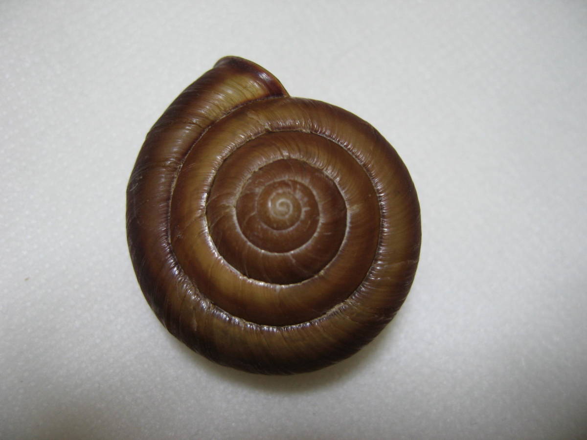 Yahoo!オークション -「標本 マイマイ」の落札相場・落札価格 貝標本