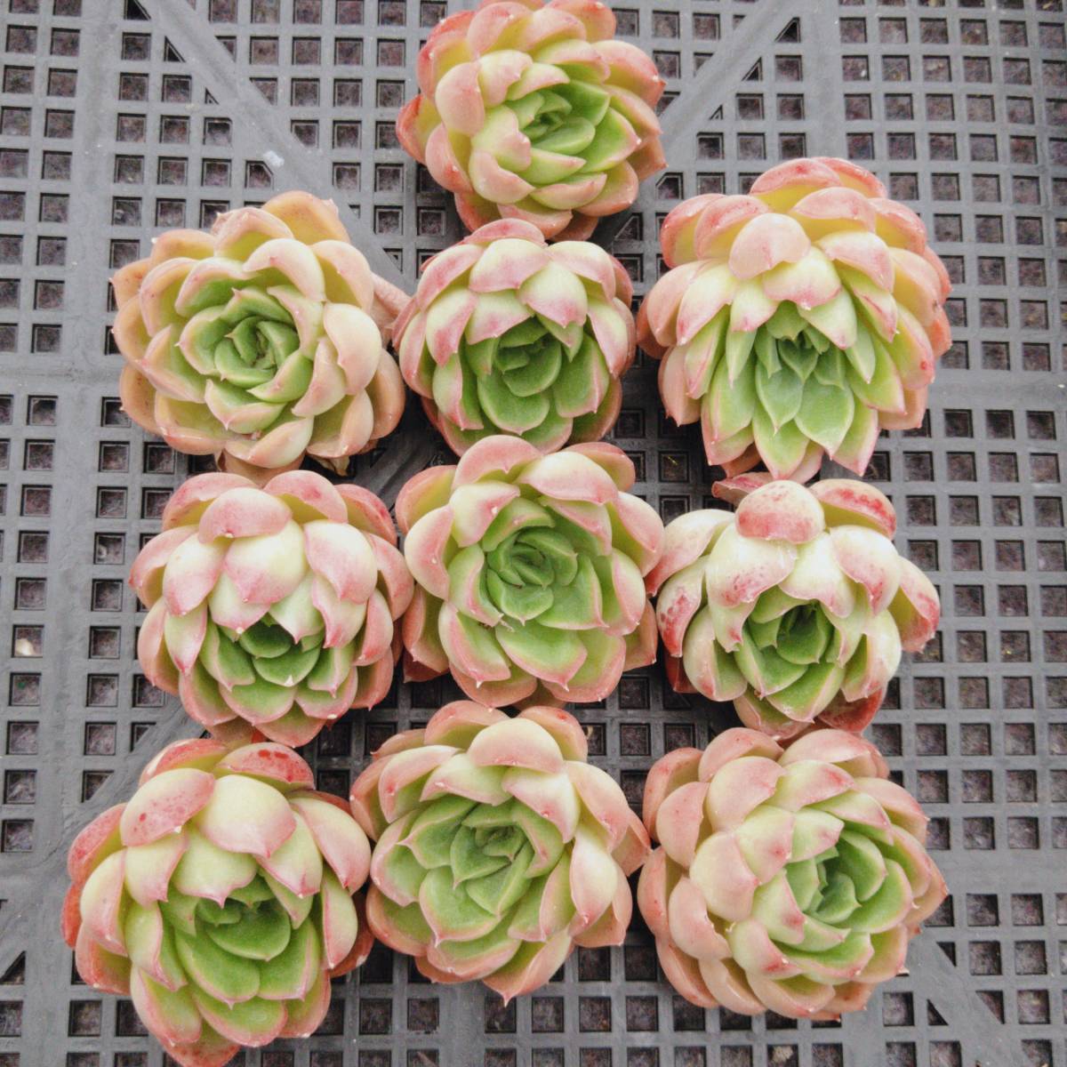 0523-D191ムーンブライト10個 多肉植物 エケベリア