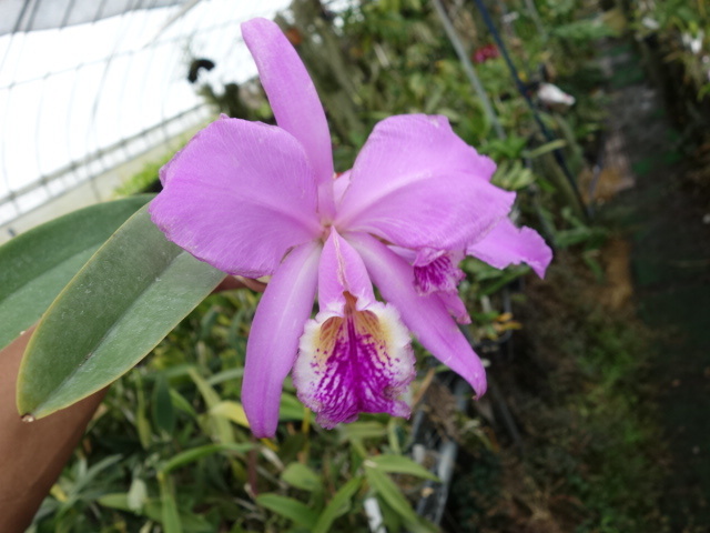 洋蘭.JP mossiae Show coerulea Orchid カトレア原種 CATTLEYA SPECIES