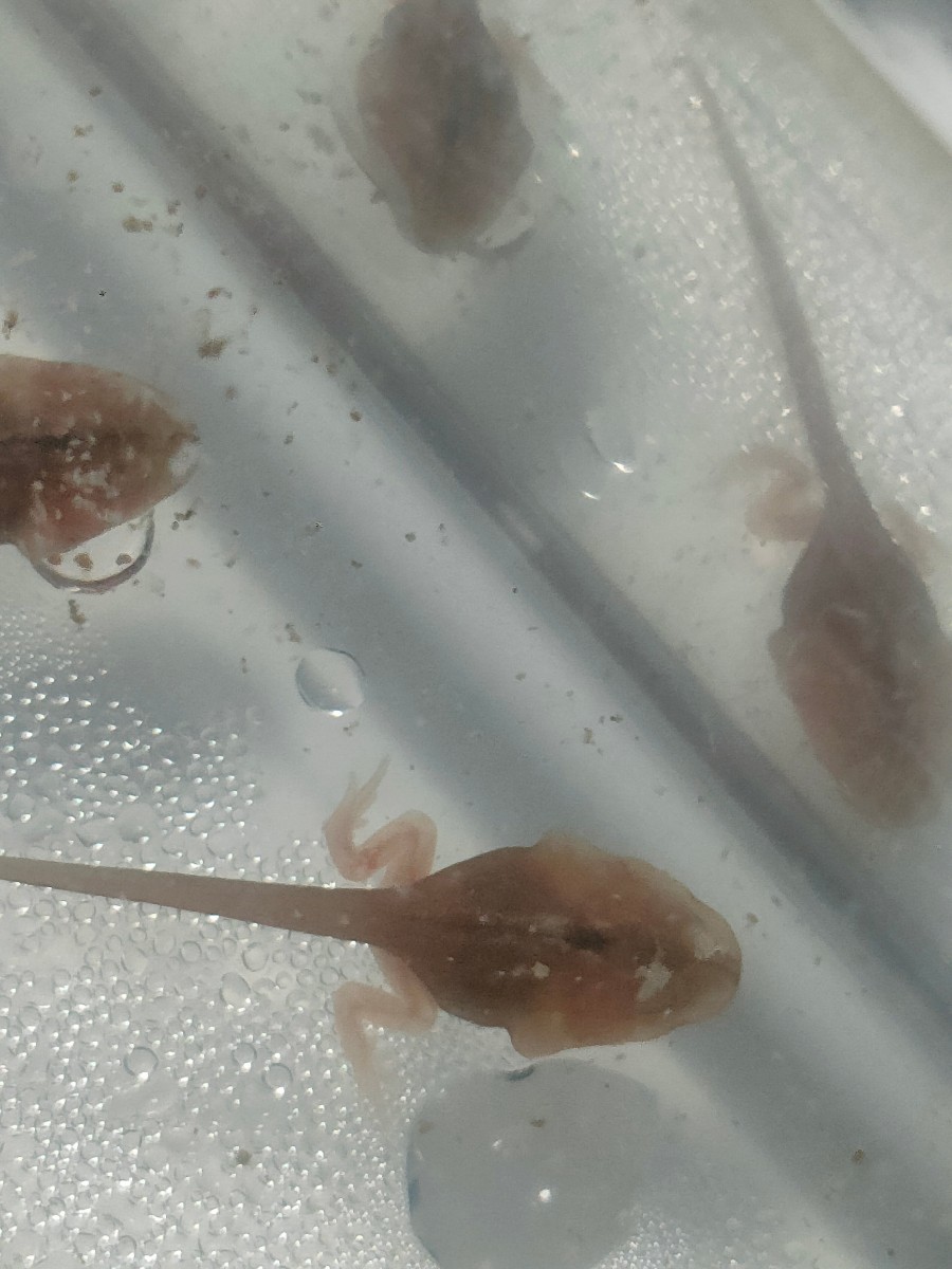 これまでにお寄せ頂いた色変わりガエルの情報 アルビノ 色素変異 透明 