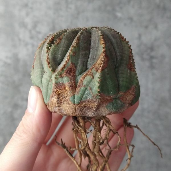Euphorbia オベサ obesa ユーフォルビア | - HANS 中株 迫力あり Euphorbia オベサ obesa ユーフォルビア | - HANS 中株 迫力あり