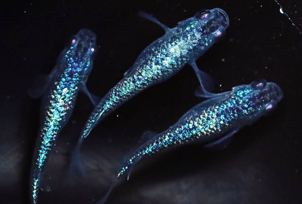 丸長メダカ【 サファイア 青強ラメ 稚魚！ 】 稚魚 10匹！(めだか 