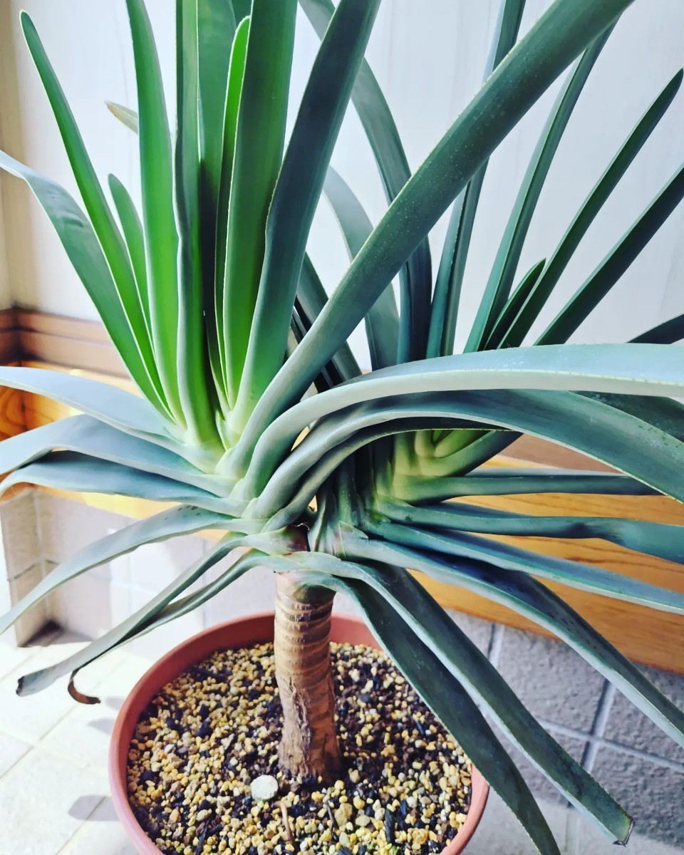 アロエ・プリカティリス★多頭★トリプルヘッド★抜き苗発送★現品★ 多肉植物