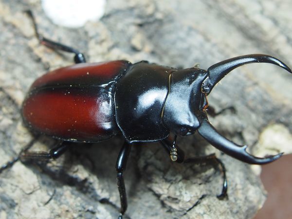 本物保証，お得 ドンキエルコクワ 赤ドンキ 新成虫ペア！