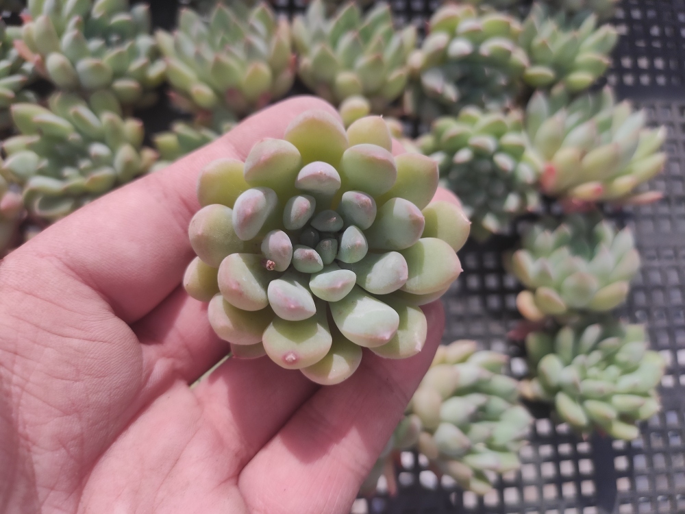 0530-S220パンダ30個 ☆多肉植物　エケベリア　韓国　