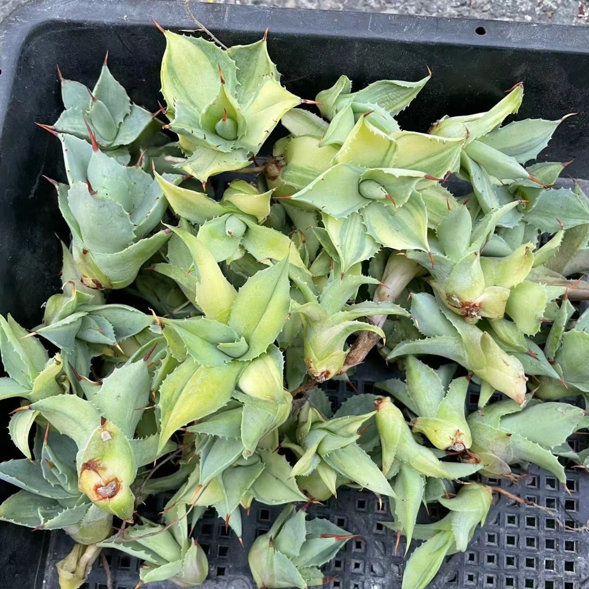 アガベ 多肉植物 楊貴妃50子株 アガベ 楊貴妃 多肉植物 ハイブリッド アガベ 多肉植物 楊貴妃50子株 アガベ 楊貴妃 多肉植物 ハイブリッド