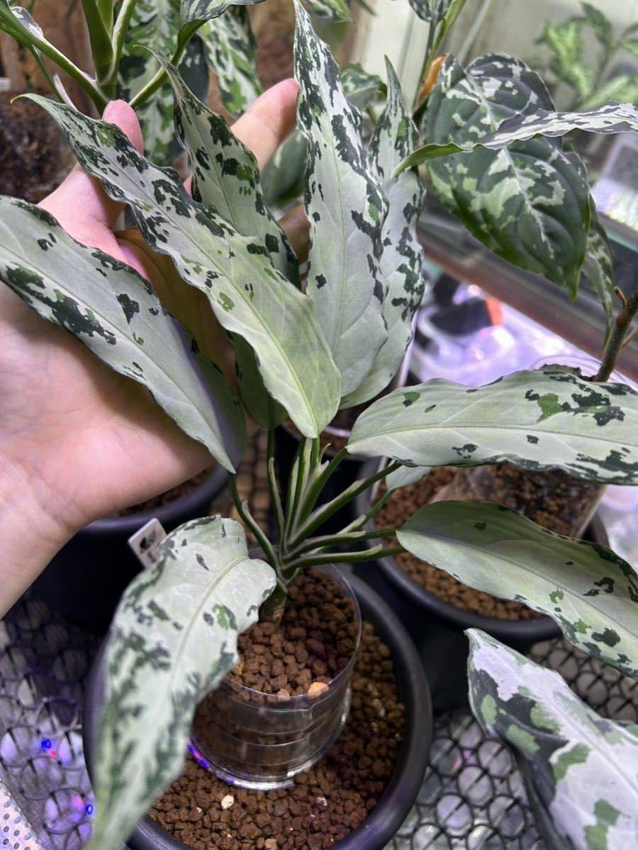 無限草 Aglaonema pictum 午from Aceh アグラオネマピクタム(観葉植物