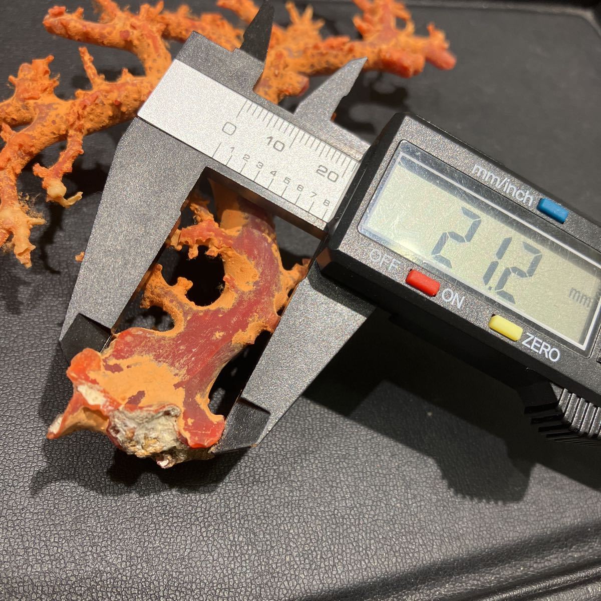 血赤珊瑚原木「室戸産」