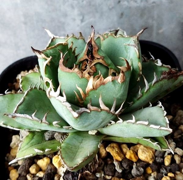 アガベ 極上フィリグリー 子株付き コンパクト‼︎子株たっぷり