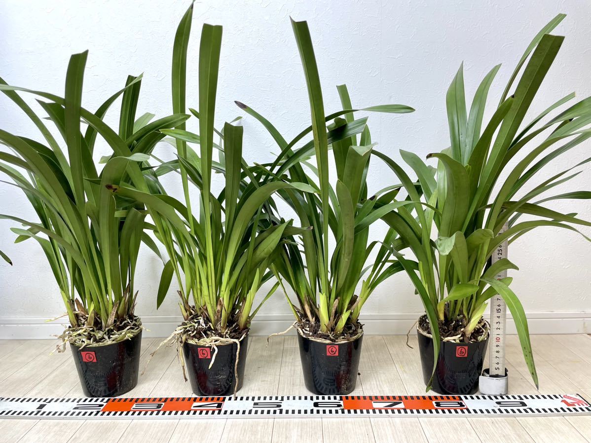 6【ミスマフェット鉢 4鉢セット(大） 4号鉢 開花株 現品 送料無料】