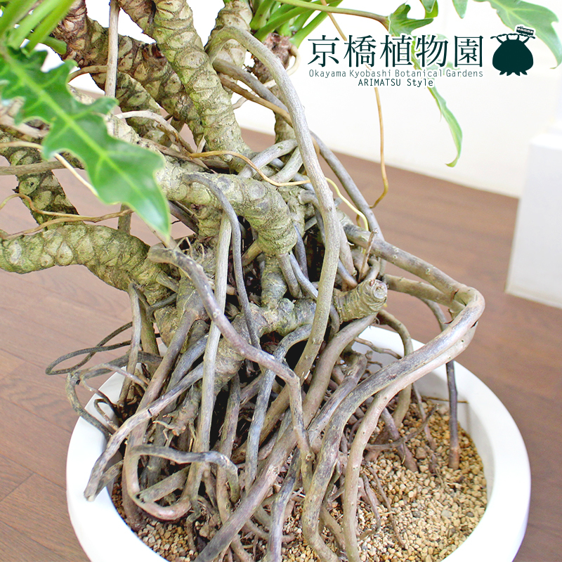 現品】クッカバラ 幹立ち 10号(1)Philodendron kookaburra 現品】クッカバラ 幹立ち 10号(1)Philodendron kookaburra