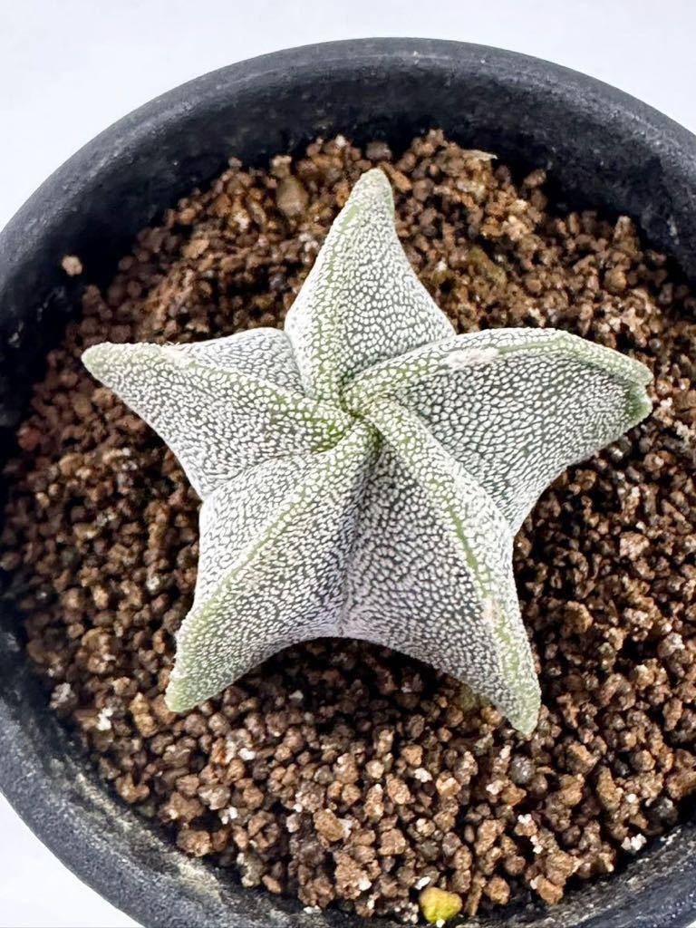 【プラントボーイ様】アズテキウム【花籠】②サボテン プラントボーイ様アズテキウム花籠②サボテン 7 アズテキウム 花篭