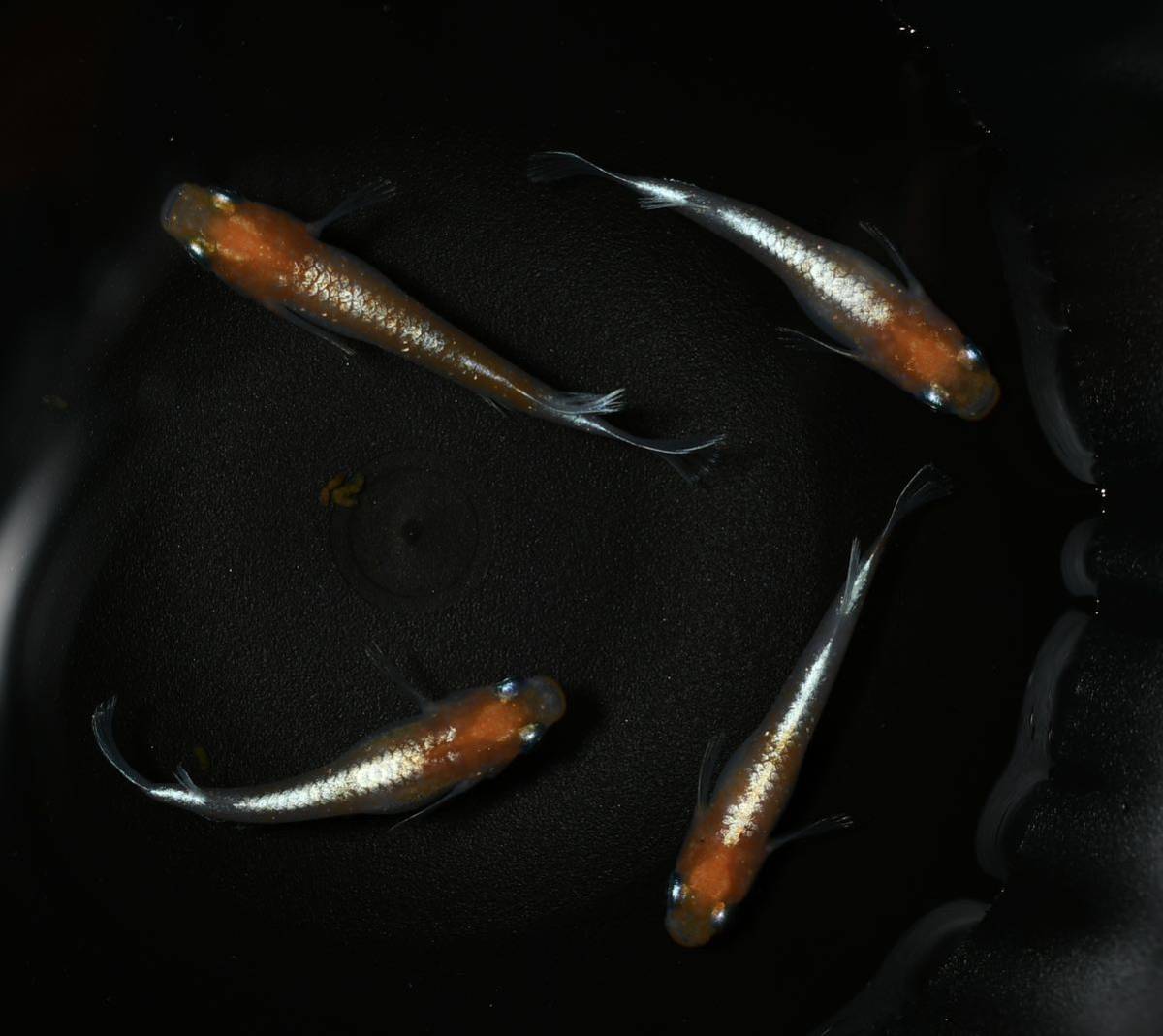 【ふらっとめだか】上物 エンペラー 2ペア めだか 