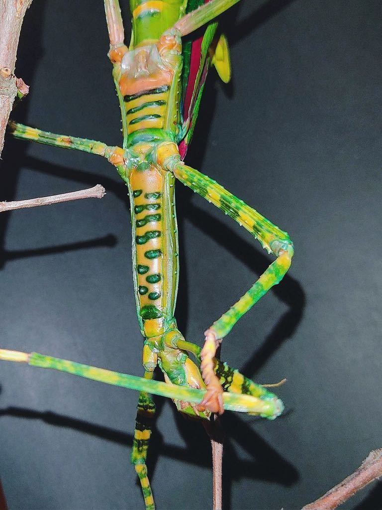 ゴライアスオオトビナナフシ 卵50個 Eurycnema versirubra Timor