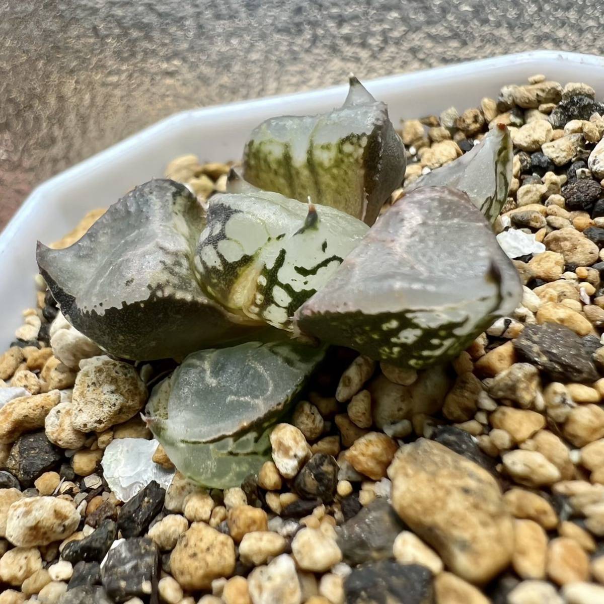 多肉植物 ハオルチア 氷麒麟 7cm鉢(サボテン)|売買された 多肉植物 ハオルチア 氷麒麟 7cm鉢(サボテン)|売買された