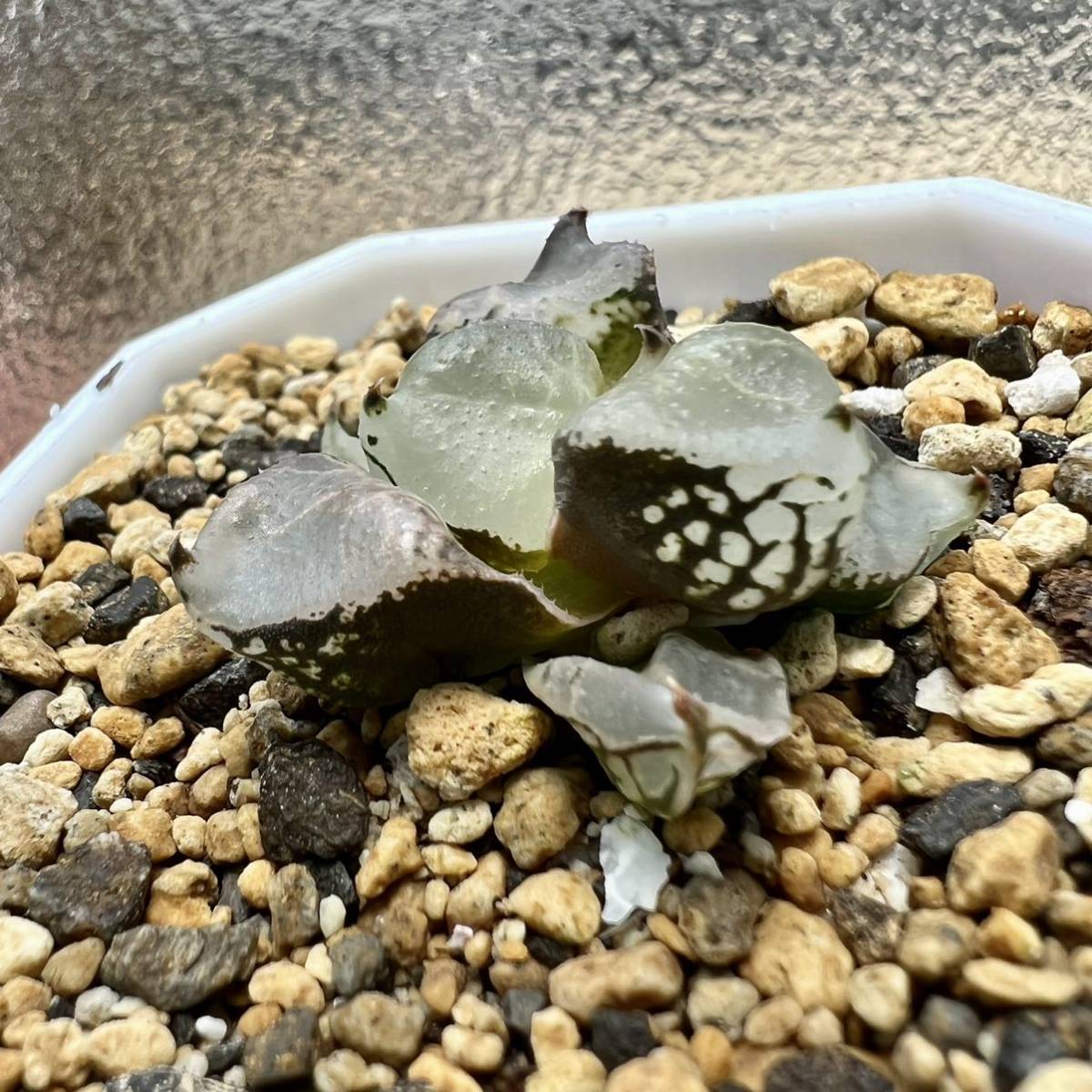 多肉植物 ハオルチア 氷麒麟 7cm鉢(サボテン)|売買された 多肉植物 ハオルチア 氷麒麟 7cm鉢(サボテン)|売買された