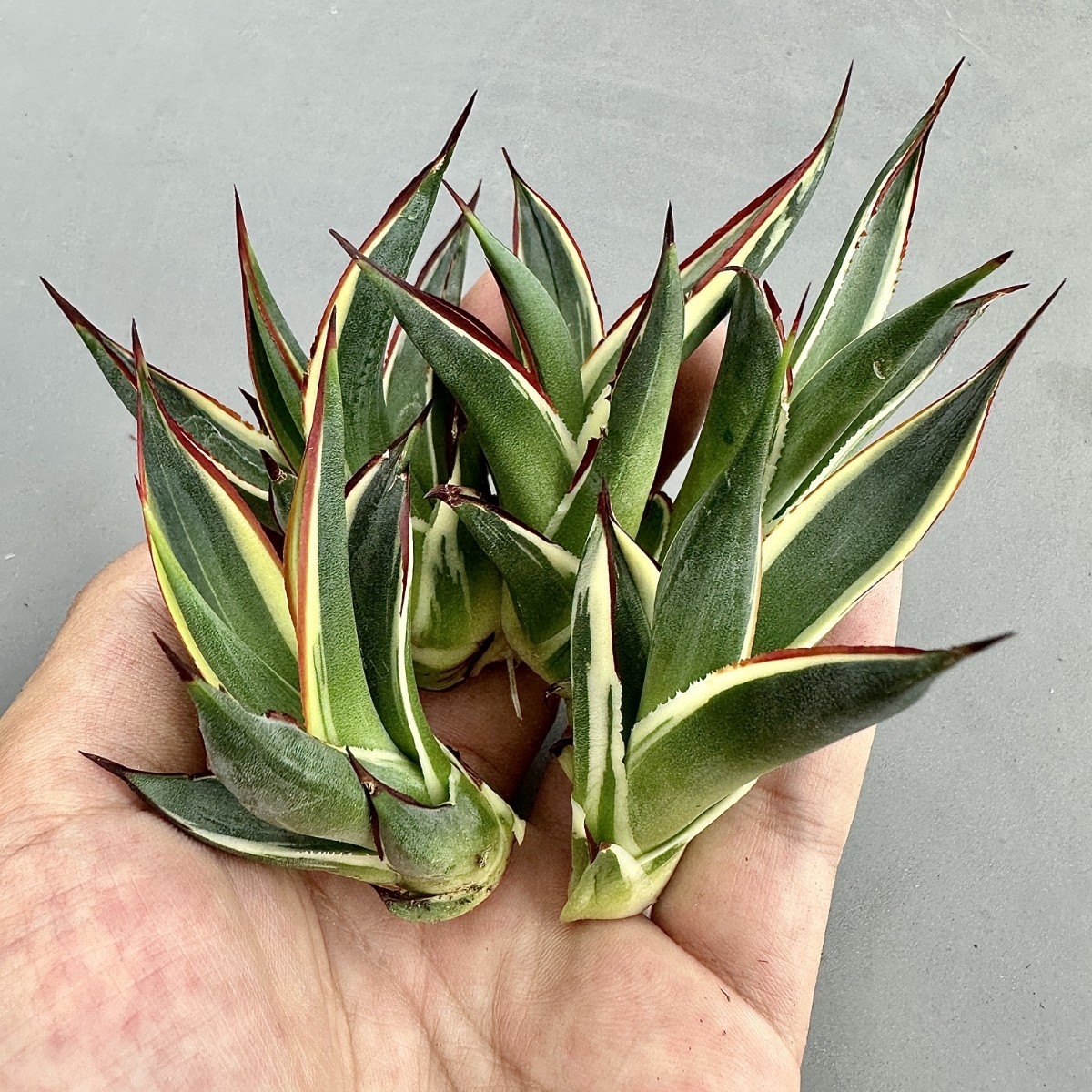 T11 激レア高級品種 多肉植物アガベ スノーグロー錦 鮮明錦 極上錦