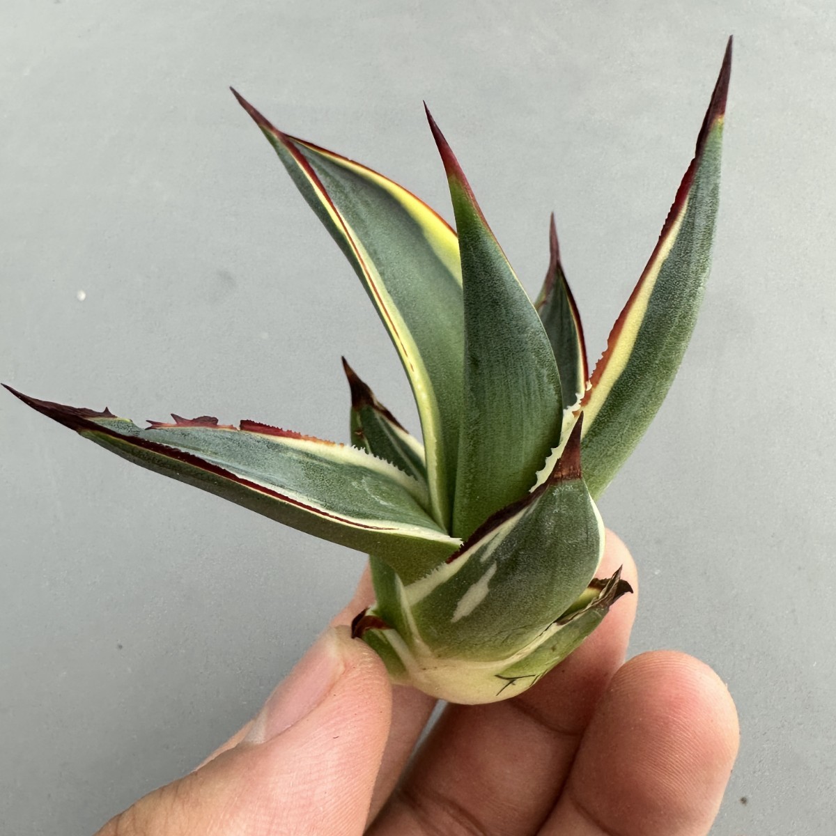 T11 激レア高級品種 多肉植物アガベ スノーグロー錦 鮮明錦 極上錦