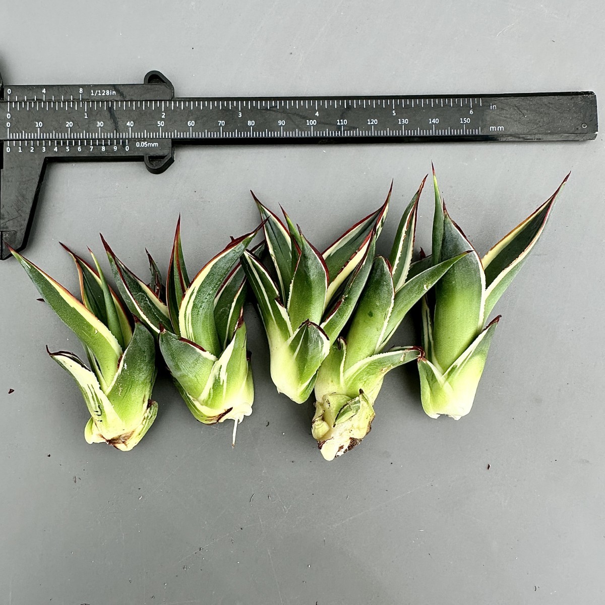 T11 激レア高級品種 多肉植物アガベ スノーグロー錦 鮮明錦 極上錦