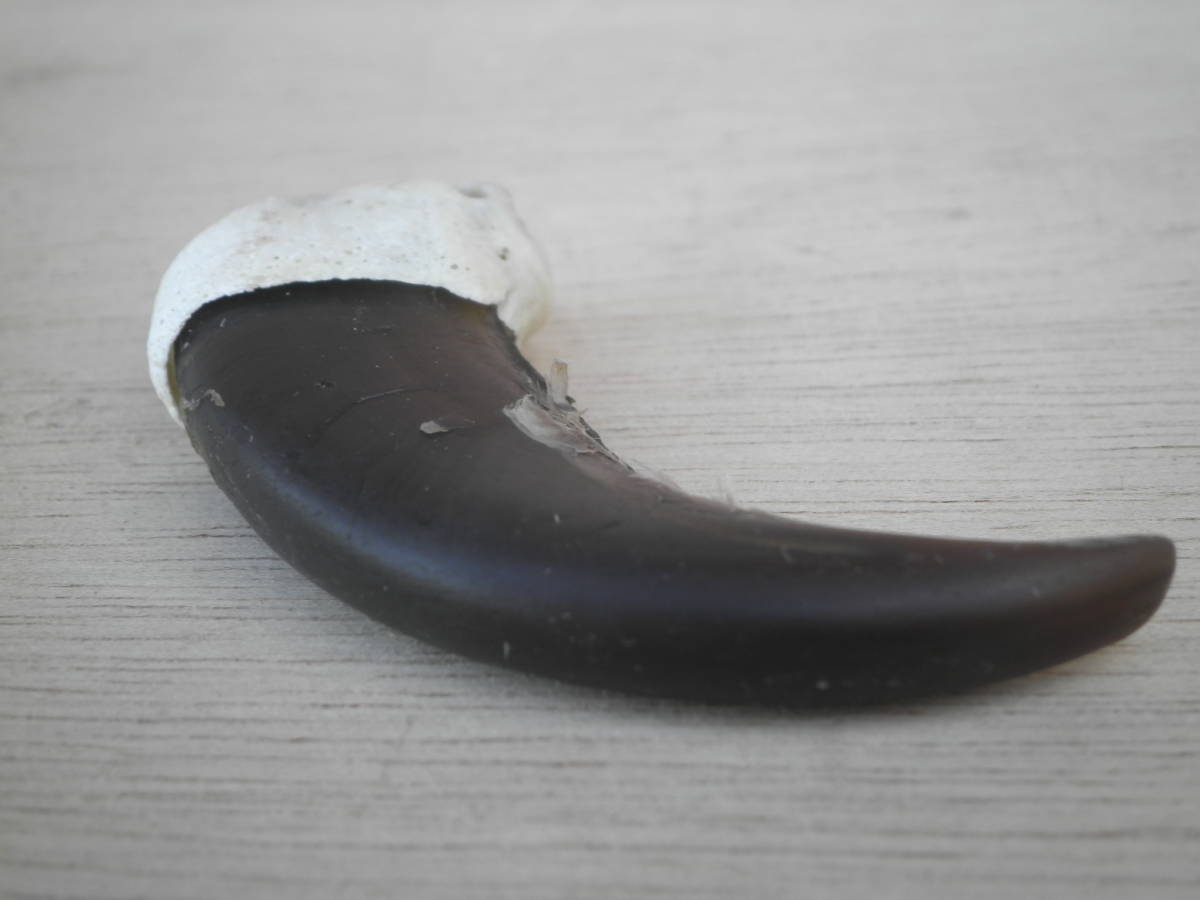 特大 ヒグマ爪 熊爪 ひぐま 剥製 ベアクロー 羆 ツメ 熊の爪 ヒグマ爪