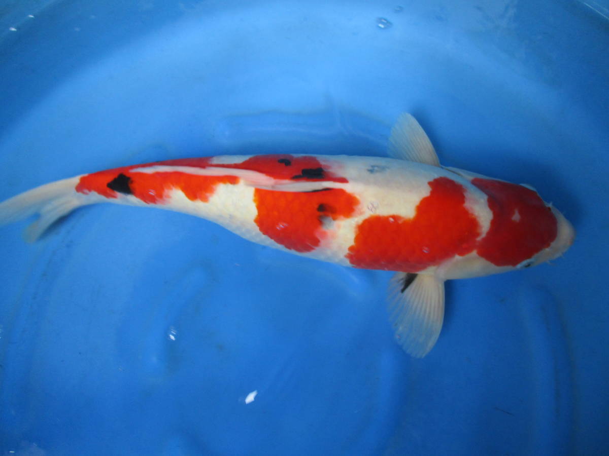 NO.2-1086【大家養殖場産】●大正三色50㎝●3才