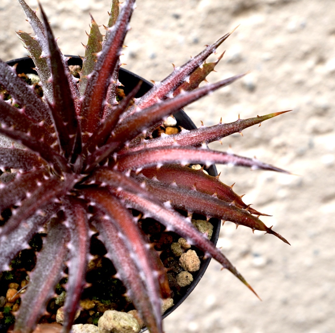 ディッキア 赤 Dyckia goehringii ディッキア ゴエリンギー 赤系