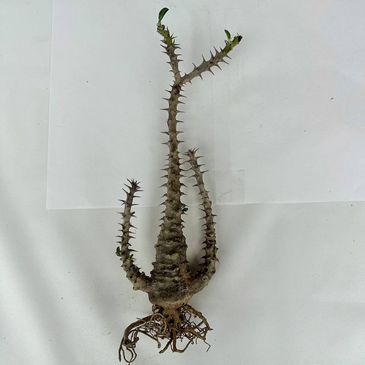 パキポディウム エブレネウム 検/グラキリス アンボンゲンセ ウィンゾリー 楽天市場】コーデックス：パキポディウム グラキリス＆エブレネウム