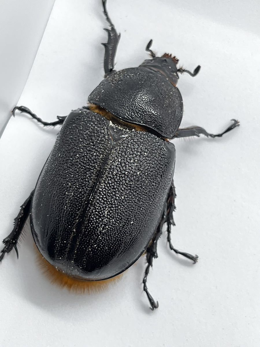 ネプチューンオオカブトメス単品♪即ブリできます！