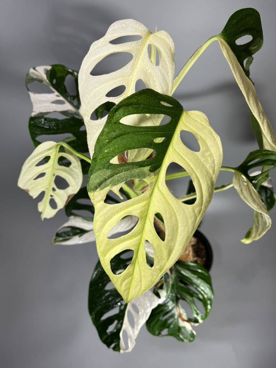 マドカズラ　斑入り　Monstera adansonii 3